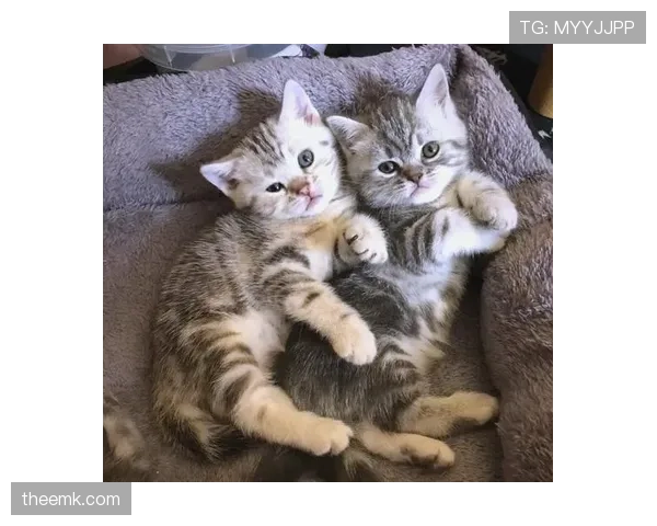 练俊杰家的猫都比普通人活得精致 练俊杰家的猫都比普通人活得精致